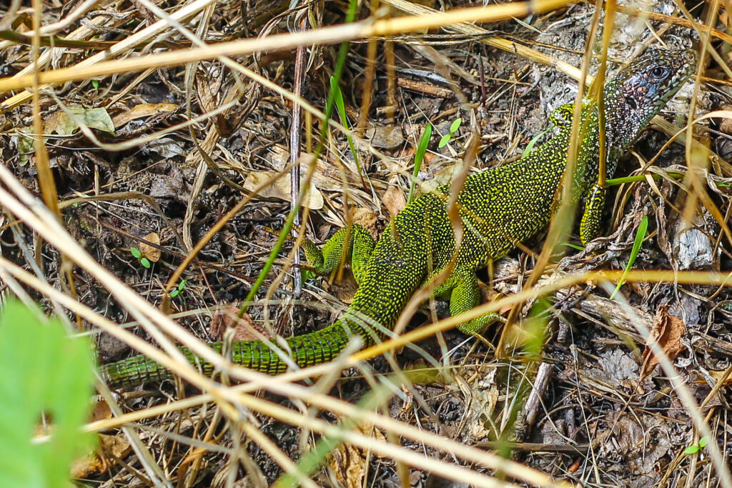 Östliche Smaragdeidechse aus der tschechischen Grenzregion