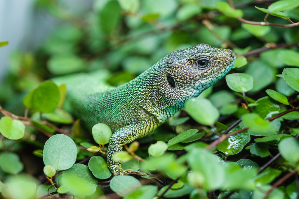 Fundtier aus der Nähe von Hamm
