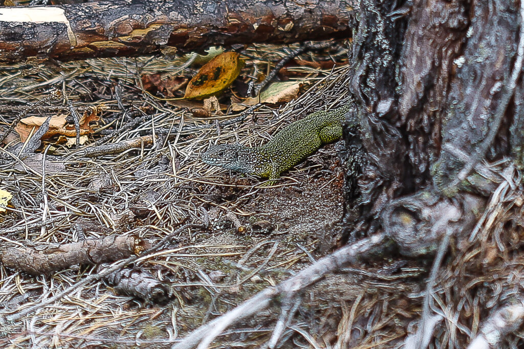 Männchen der östlichen Smaragdeidechse aus Brandenburg Ende August 