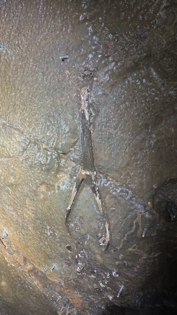 Gavial in der Chaara Höhle