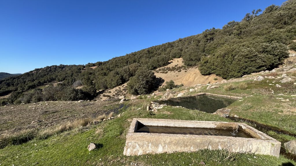 Habitat von Timon tangitanus