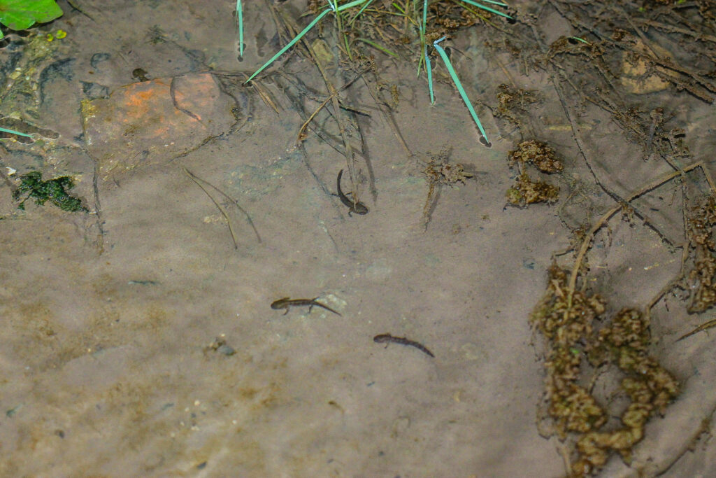 Larven des Feuersalamanders