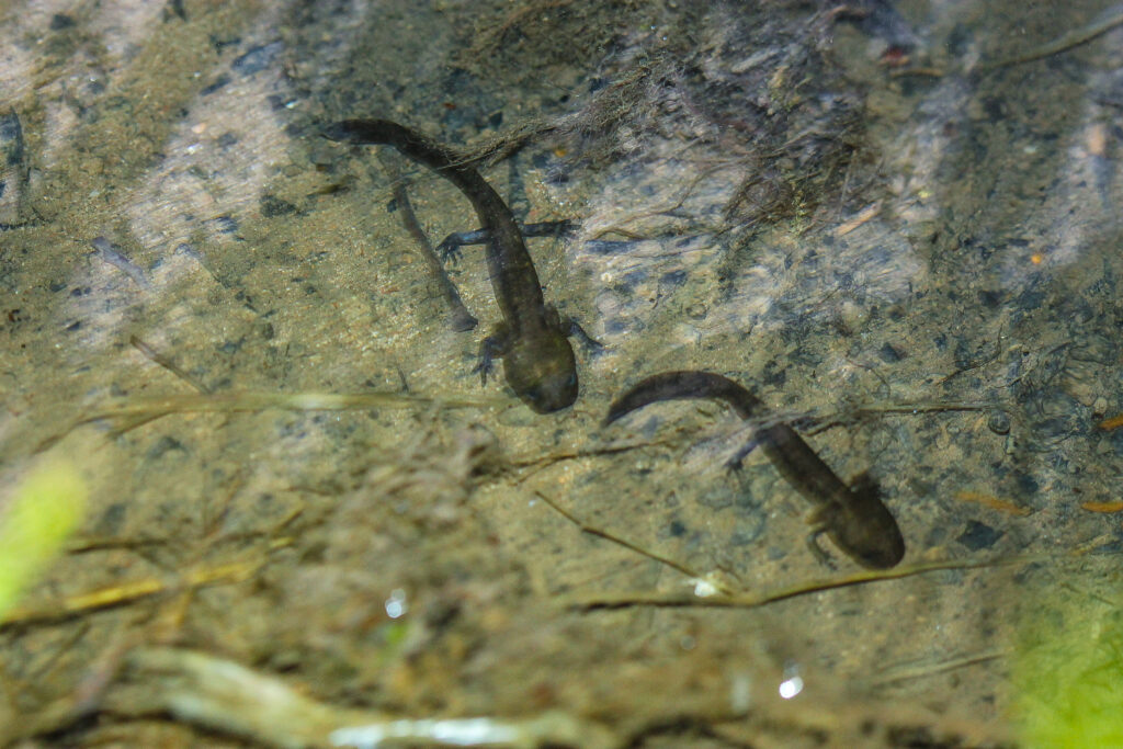 Feuersalamanderlarven