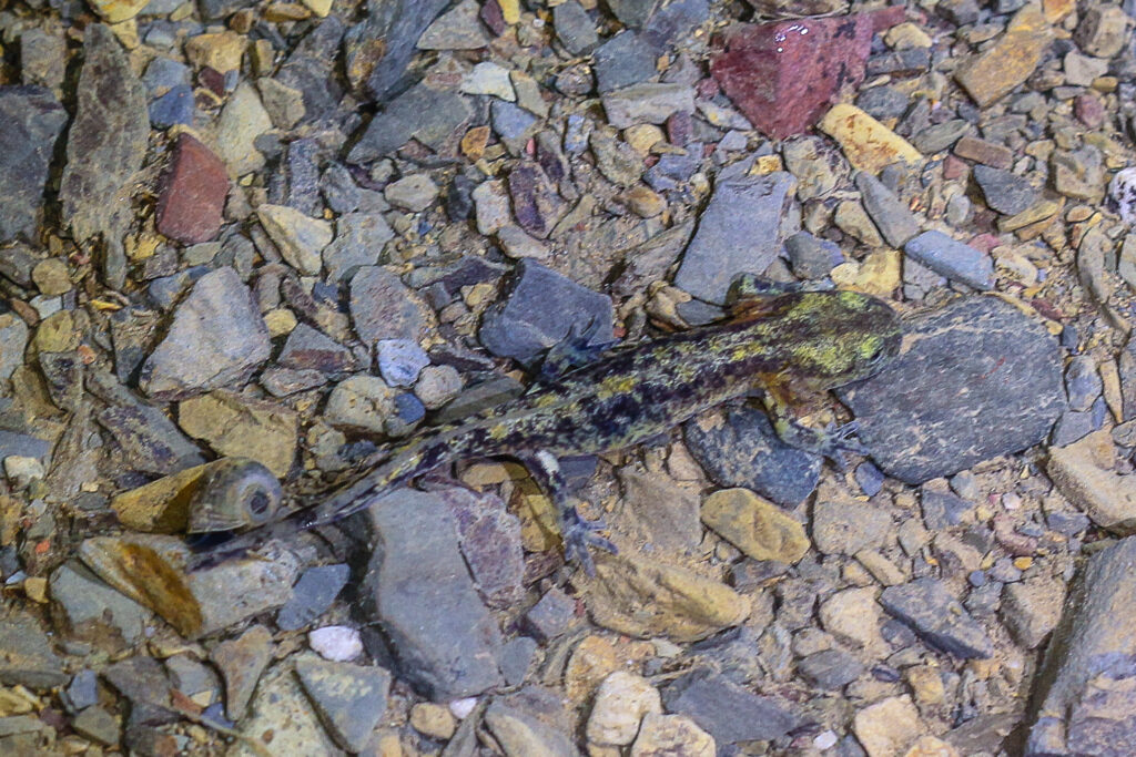 Feuersalamanderlarve kurz vorm Landgang