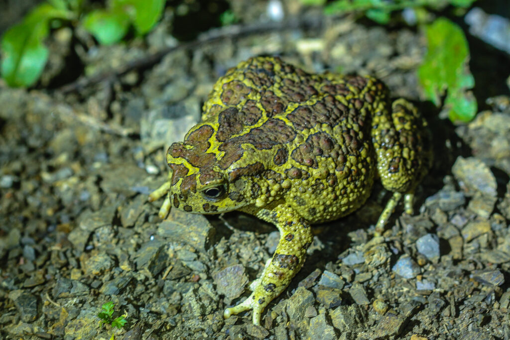 Berberkröte Scelorophrys mauritanica