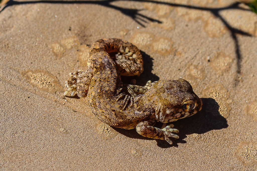 Stenodactylus mauritanicus