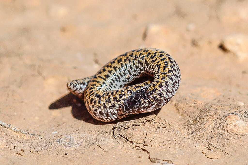 Schachbrett Doppelschleiche Trogonophis wiegmanni