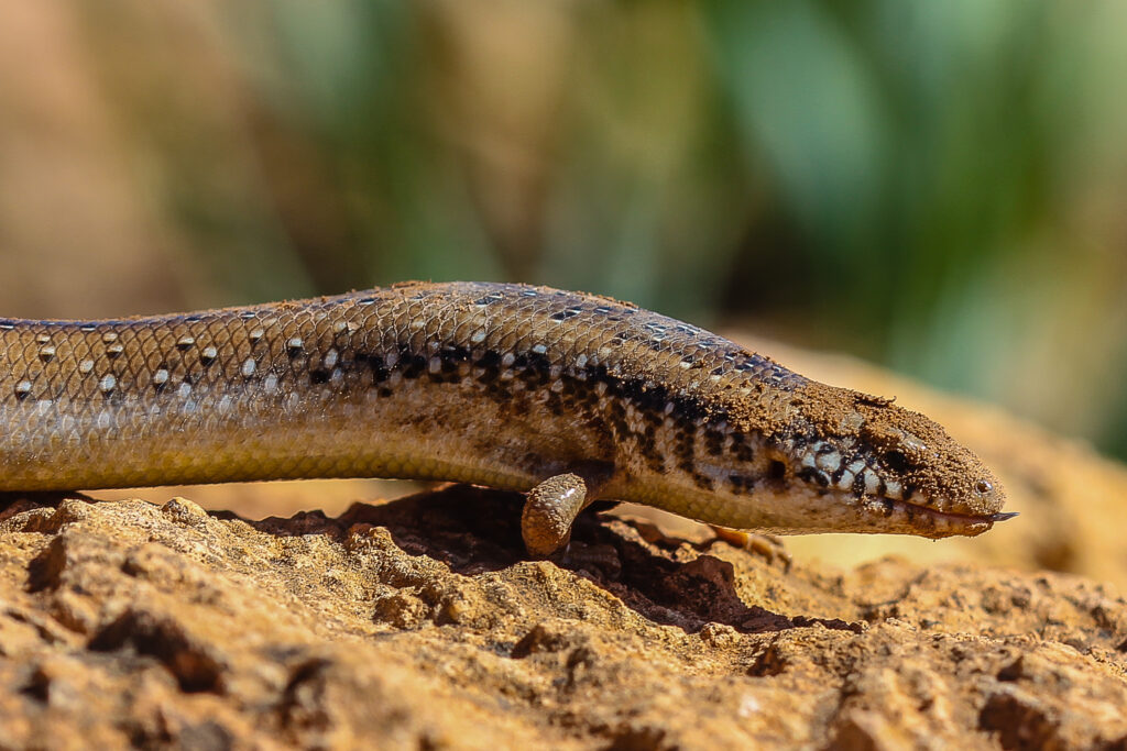 Chalcides ocellatus subviridis