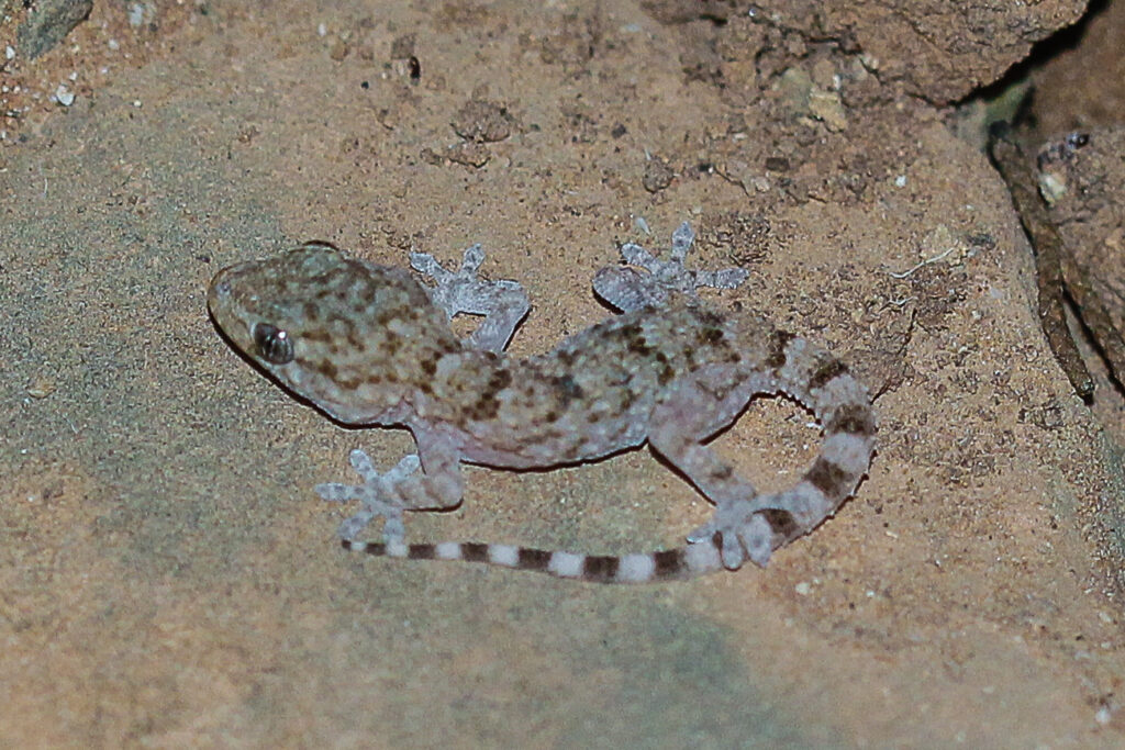 Tarentola mauritanica Jungtier