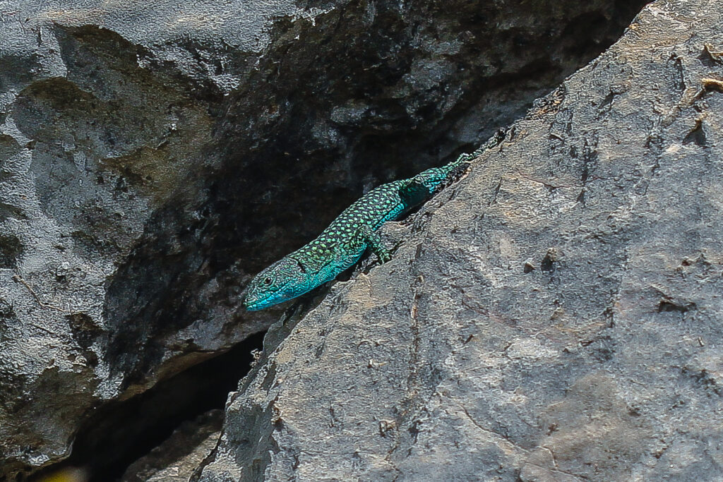 Scelarcis perspillicata