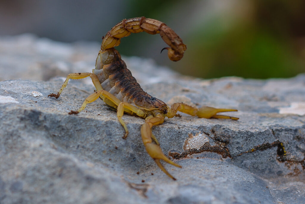 Skorpion in Msrokko