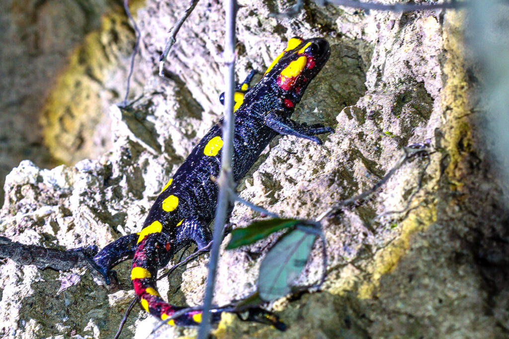 Feuersalamander in marokko 