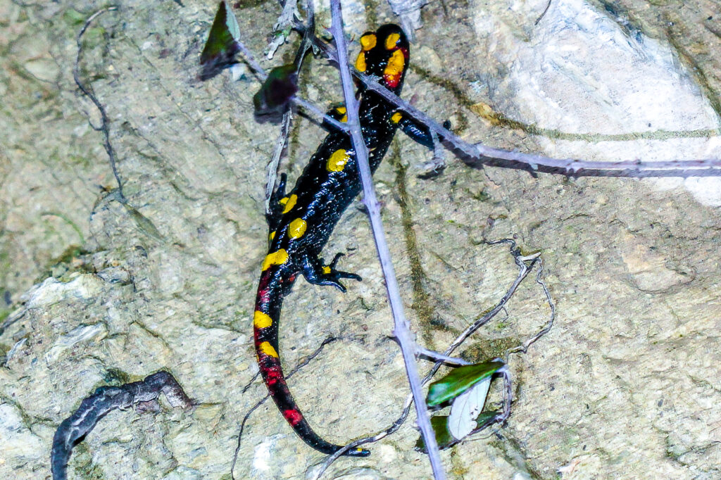 Feuersalamander am Fels