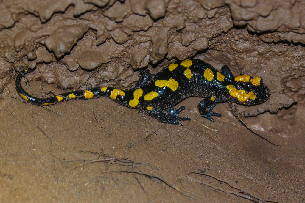 Salamandra algira atlantica in der Chaara Höhle