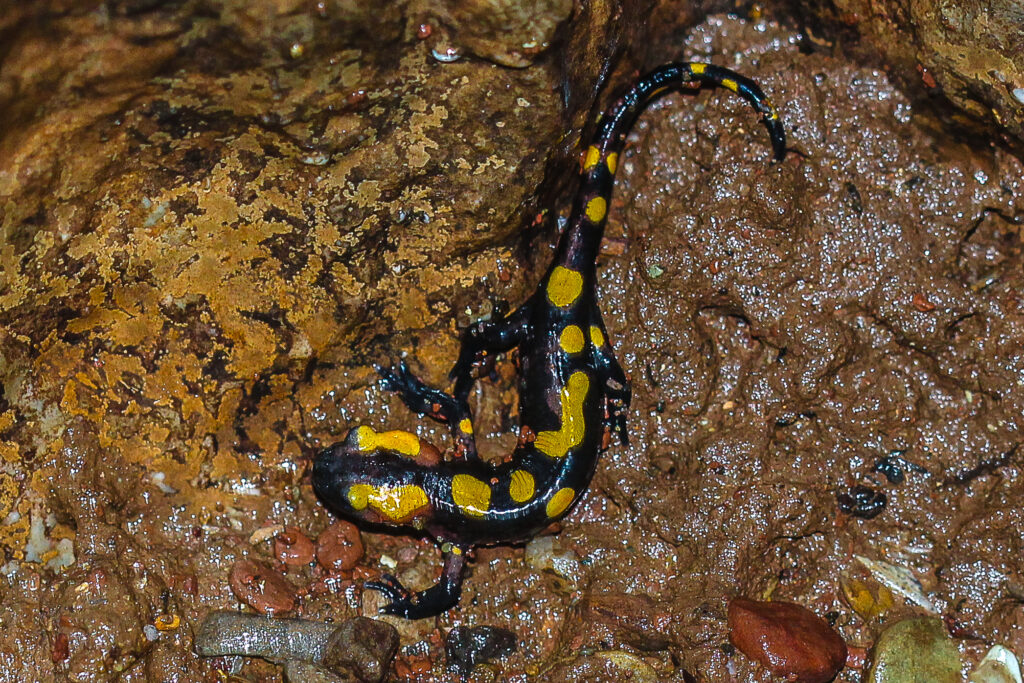 Feuersalamander in der Chaara Höhle