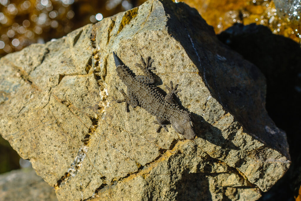 Tarentola mauritanica in Marokko