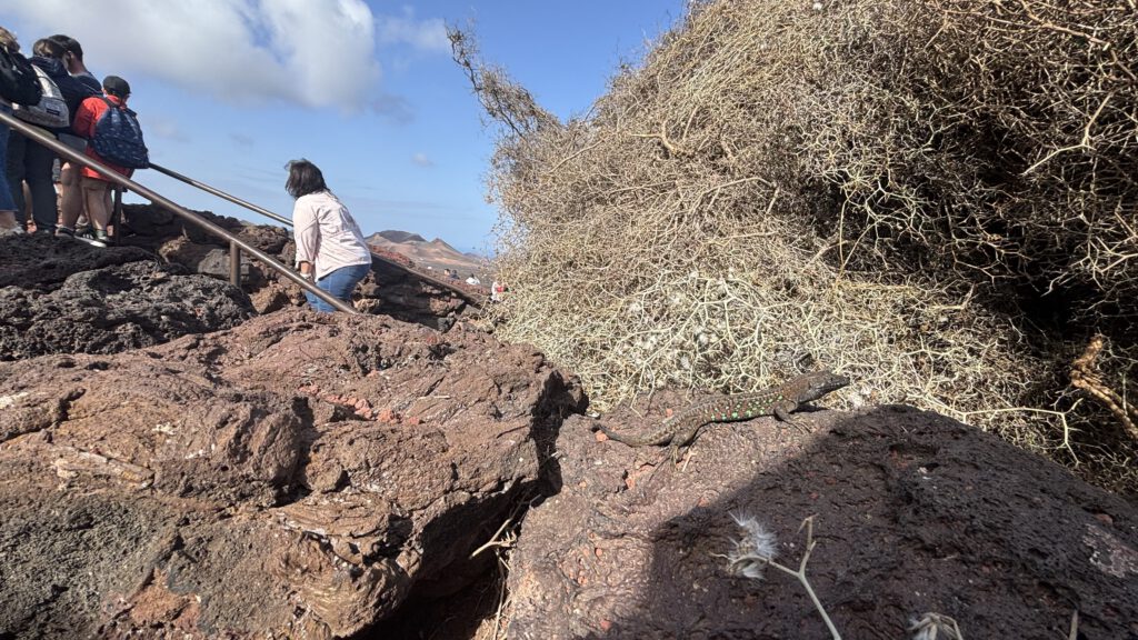 Feuer Timanfaya Lanzarote