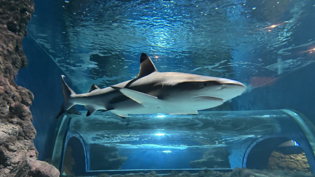Hai im Aquarium Lanzarote in Costa Teguise