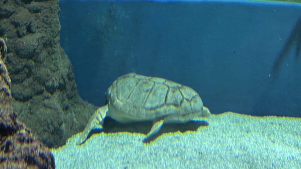 Meeresschildkröte im Aquarium auf Lanzarote