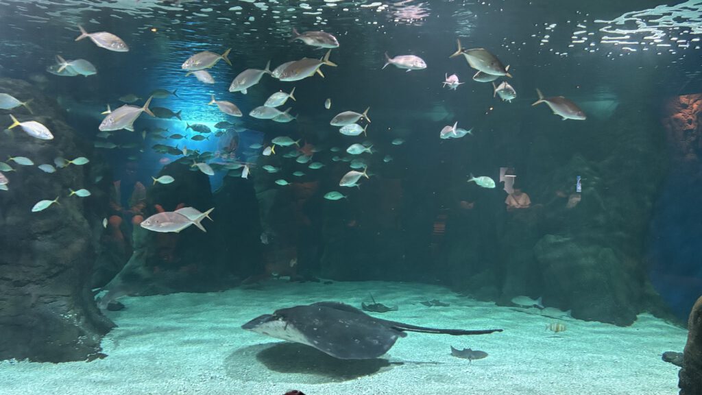 Aquarium Lanzarote
