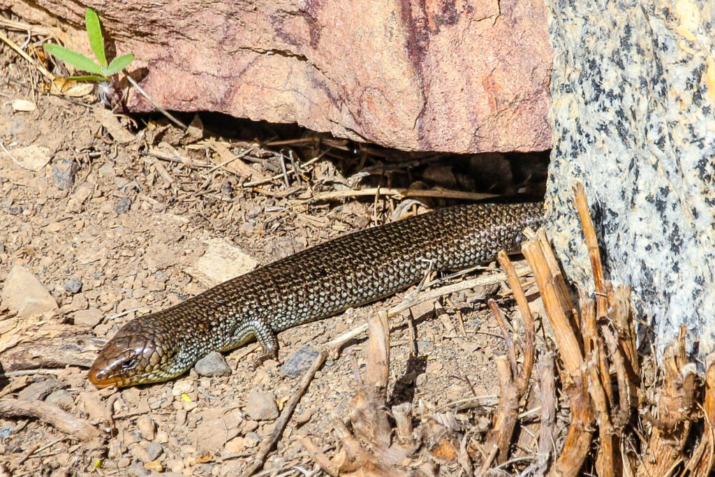 Chalcides simnonyi Lanzarote und Fuerteventura