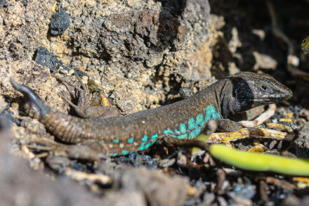 Lanzarote – Gallotia atlantica altlantica