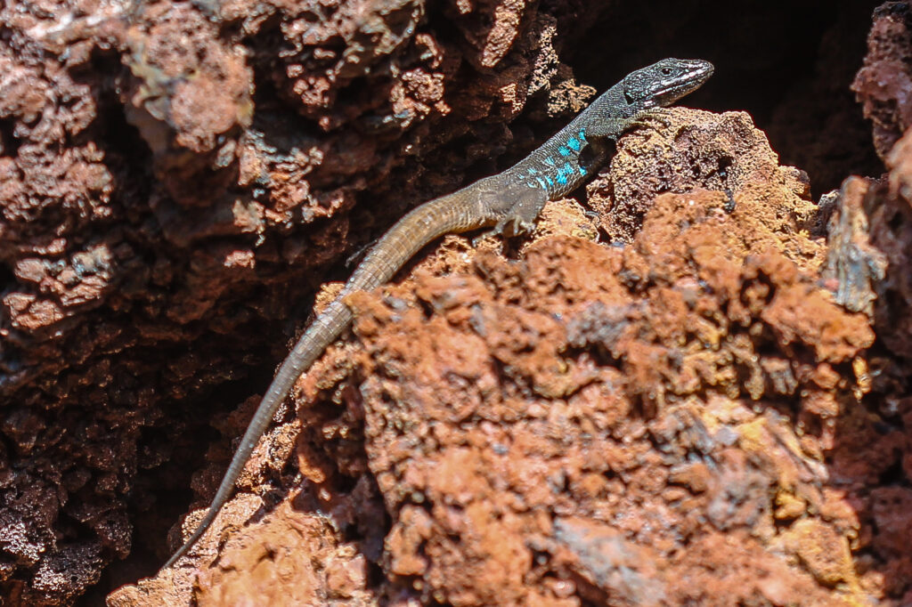 lanzarote eidechse im Jardin de cactus