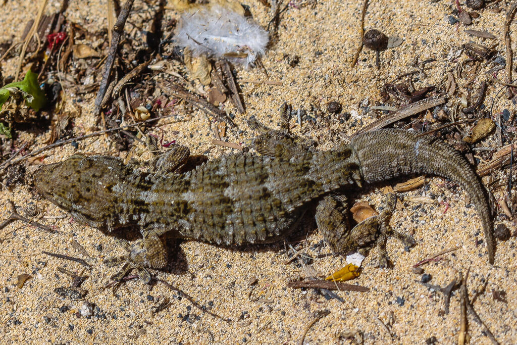 Tarentola angustimentalis