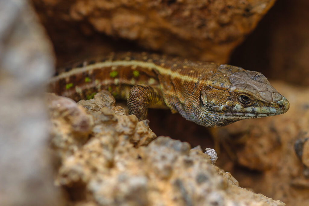 Gallotia atlantica mahoratae