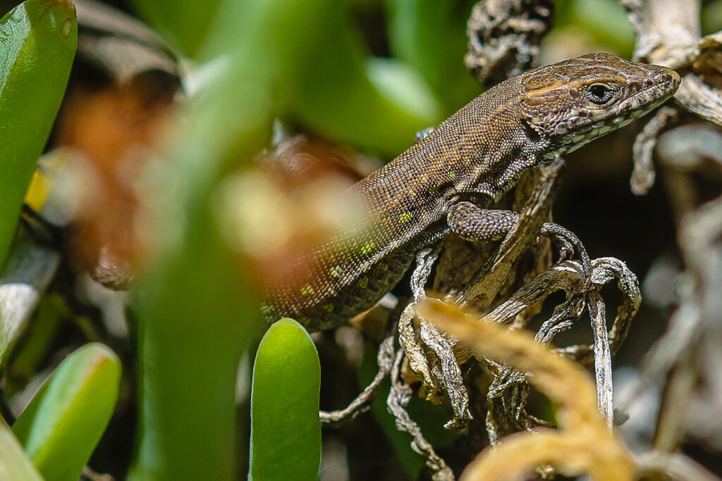 Weibchen von Gallotia atlantica mahoratae