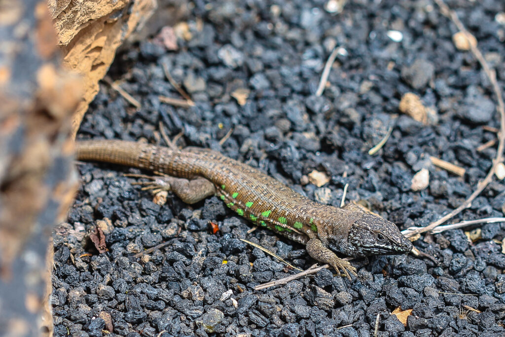 Gallotia atlantica im Regen