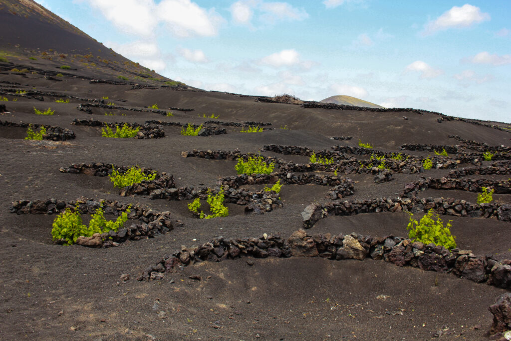 Weinanabau auf Lanzarote