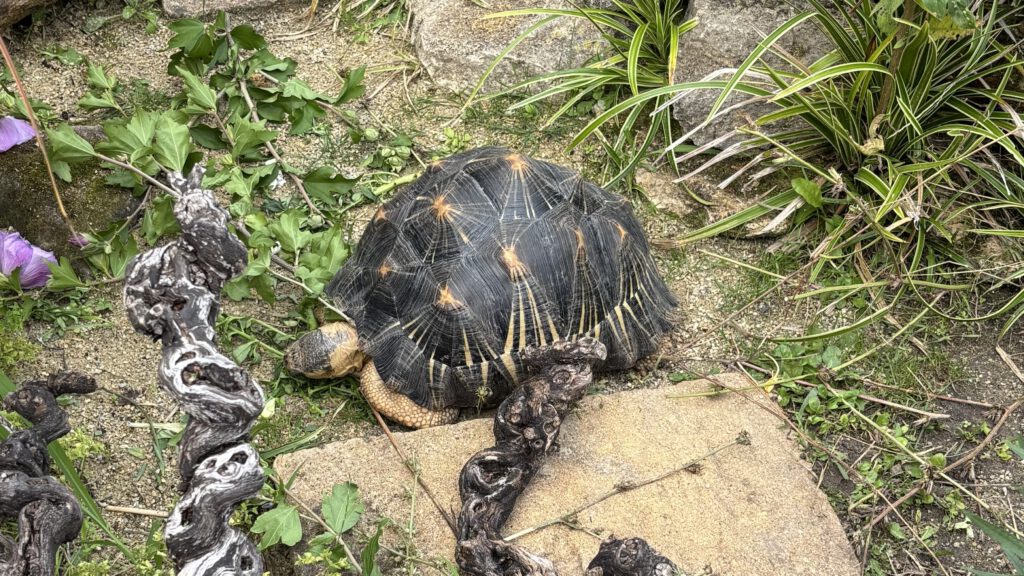 Madagssische Strahlenschildkröte