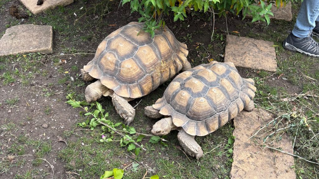 Afrikanische Spornschildkröte Schildkrötenauffangstation Stuttgart Chris Ker