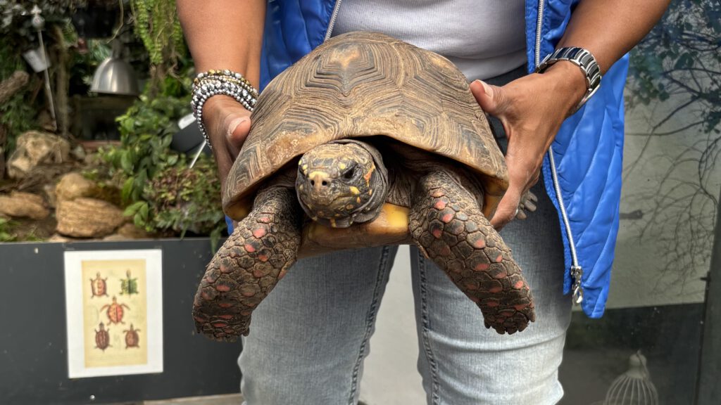 Köhlerschildkröte Chris Ker Schildkrötenauffangstation Stuttgart