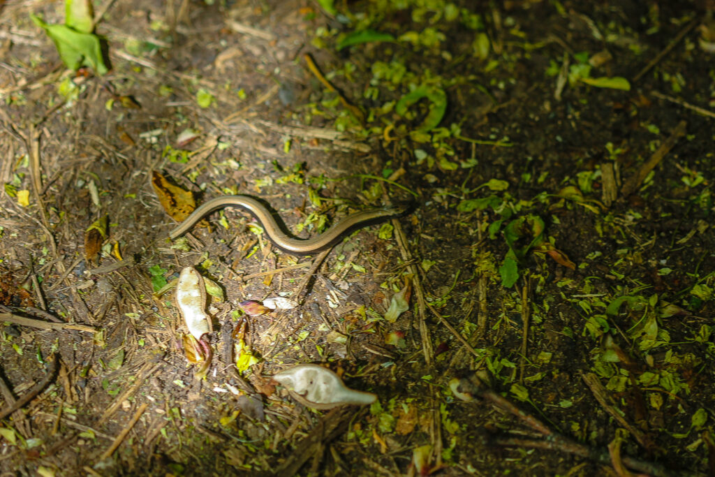 Anguis fragilis Blindschleiche
