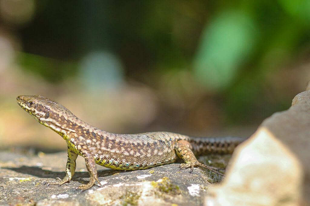 Podarcis muralis Stuttgart