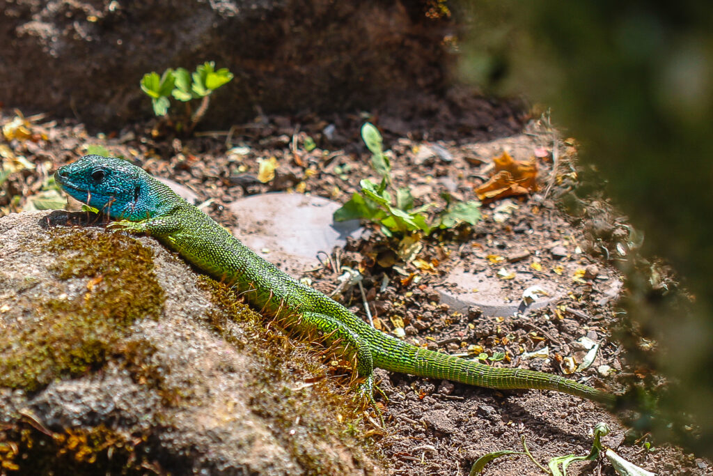 Smaragdeidechse mit blauem Kopf