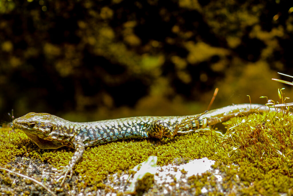 Mauereidechsen Podarcis muralis