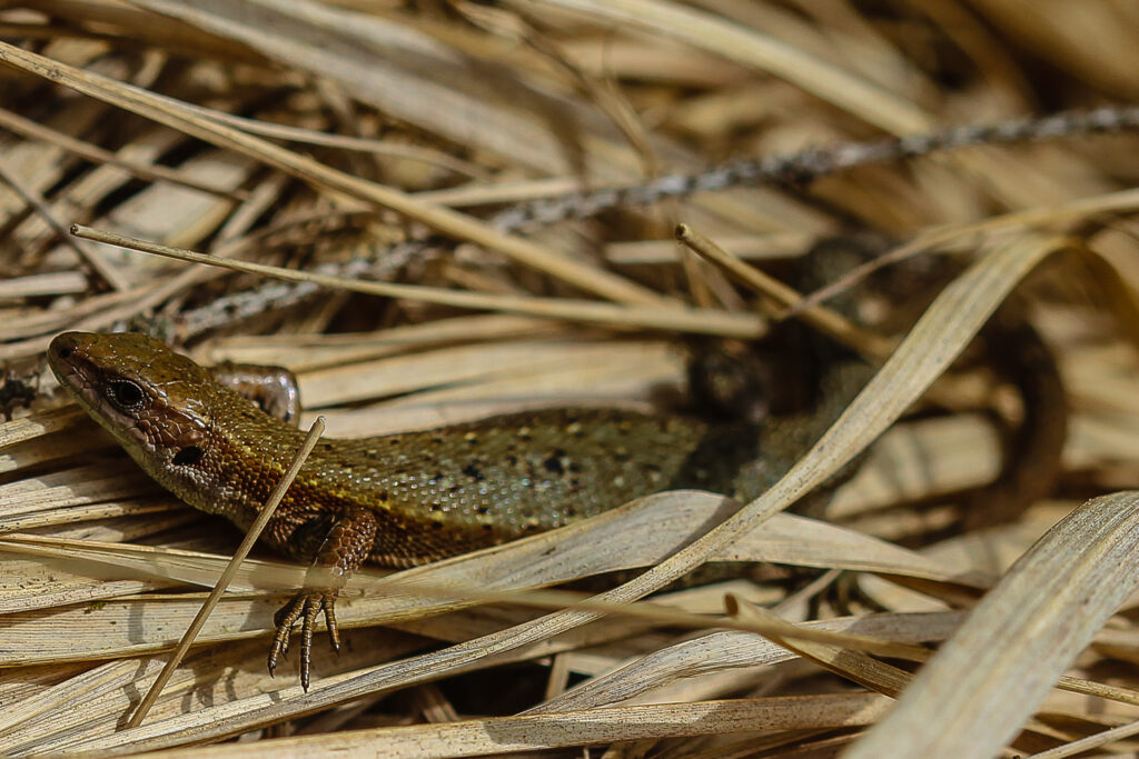 Zootoca vivipara