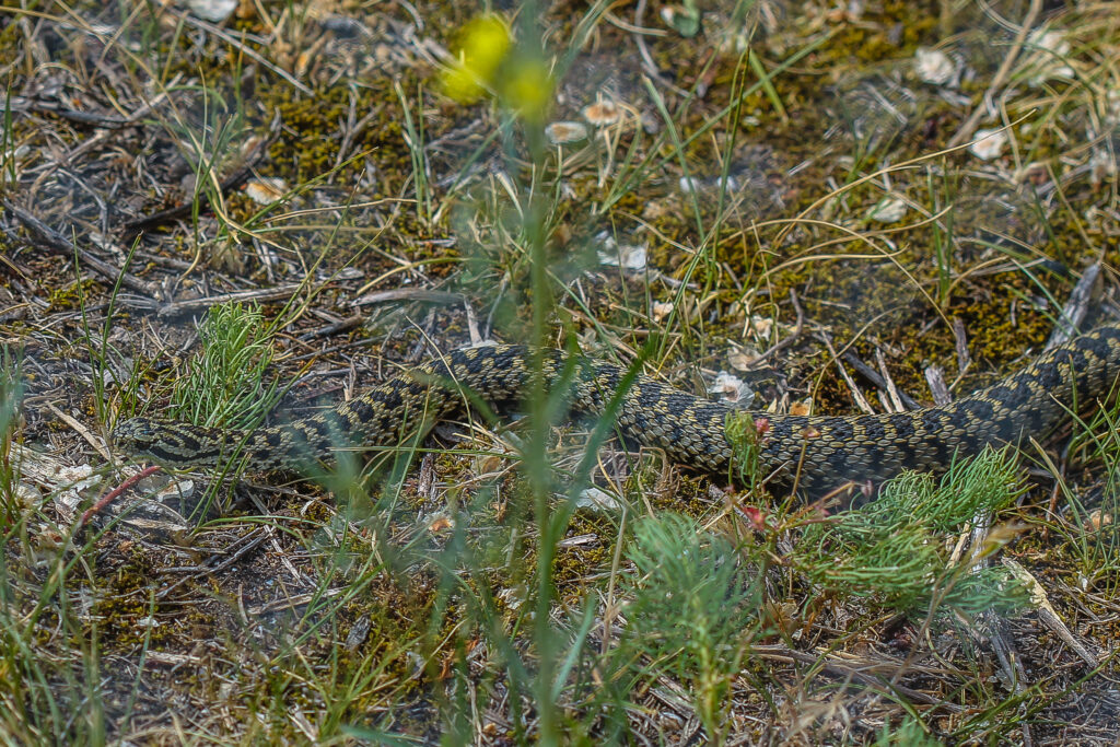 ungarische Wiesenotter im Habitat