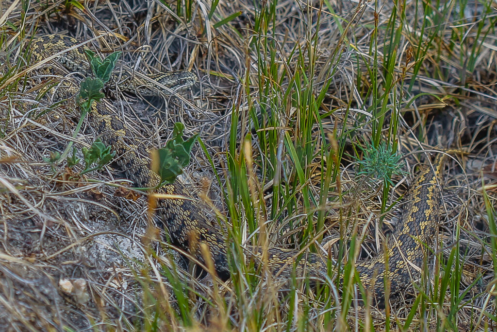 Tarnung der ungarischen Wiesenotter