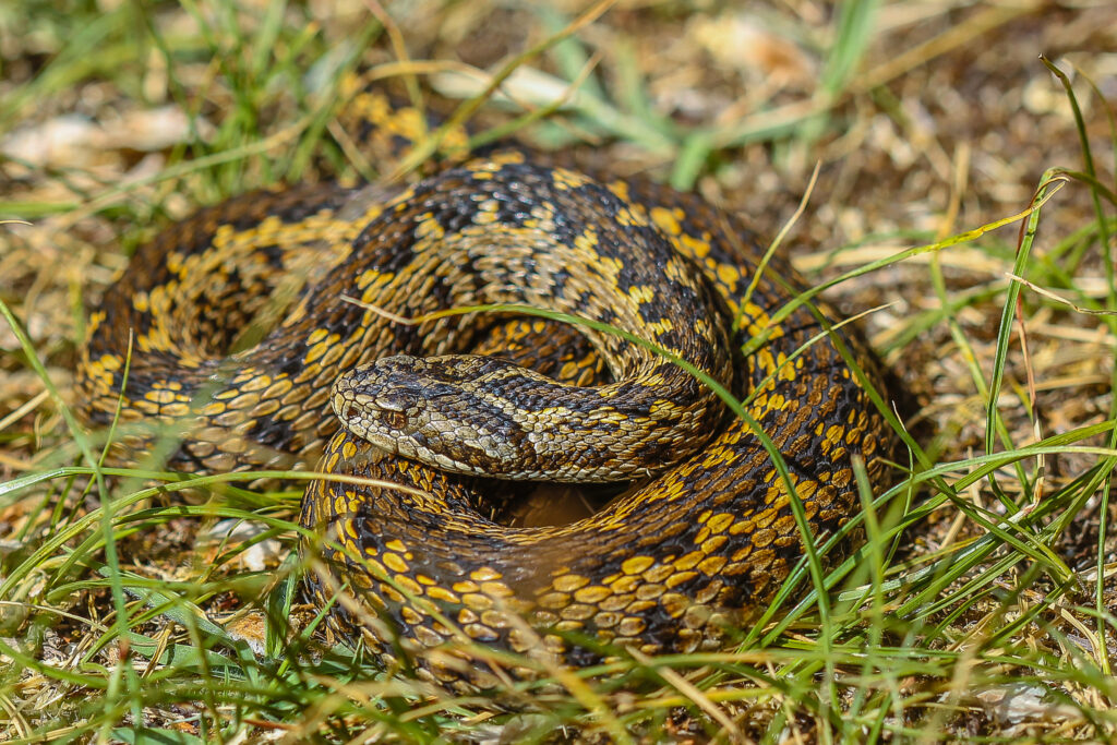 Vipera ursinii rakosiensis