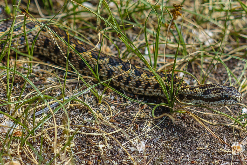Vipera ursinii rakosiensis