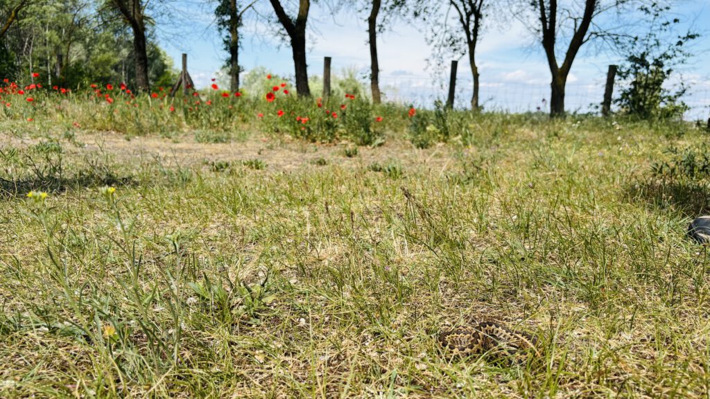 ungarische Wiesenotter in der Puszta
