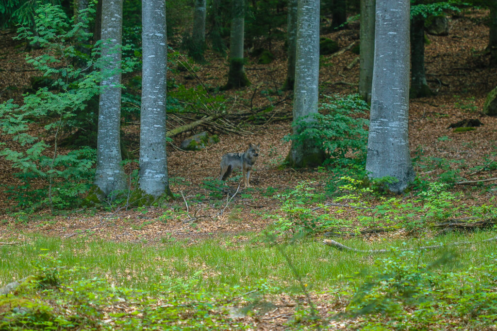 Wolf im Bayerischen Wald