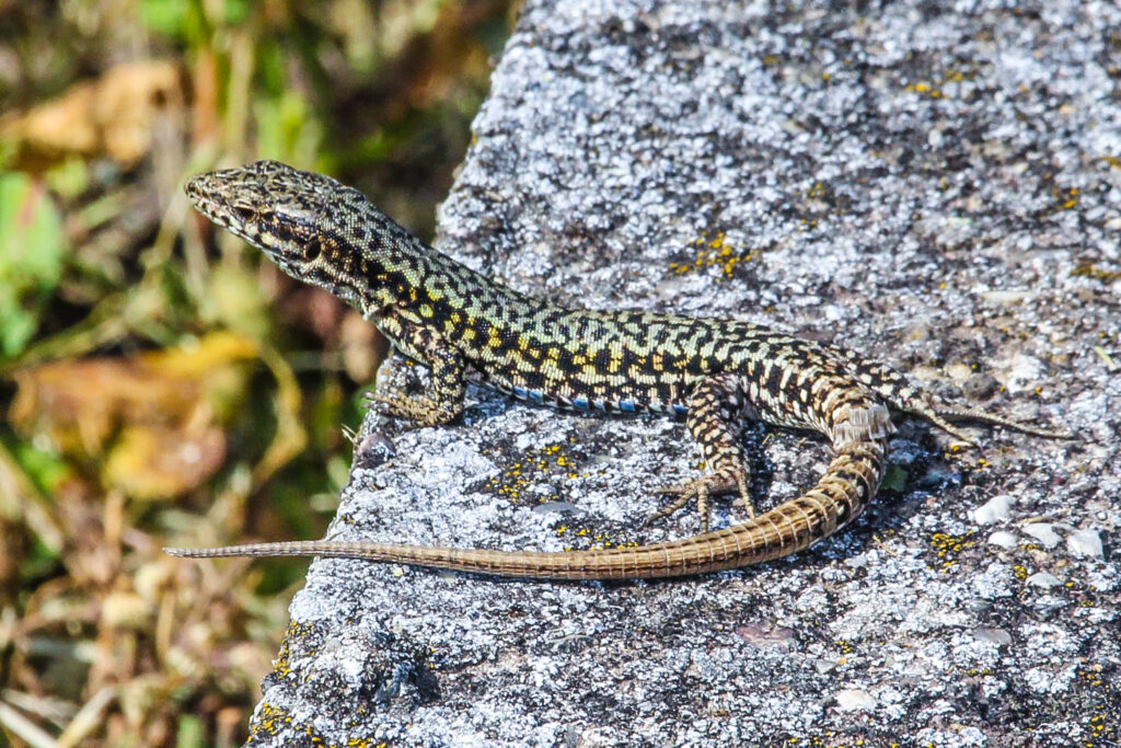 podarcis muralis brongniardii