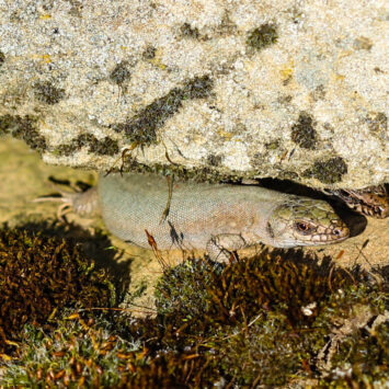 Flavistische Mauereidechse: Seltene Farbformen bei Podarcis muralis