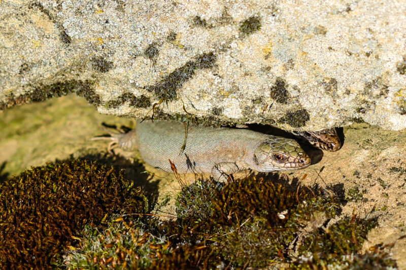 Flavistische Mauereidechse: Seltene Farbformen bei Podarcis muralis