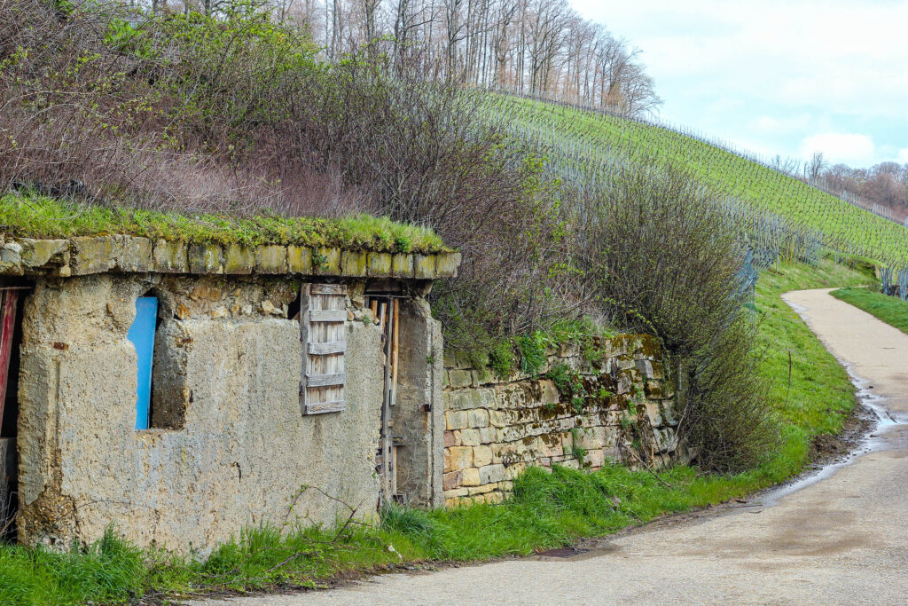 Lebensraum der flavistischen Mauereidechse